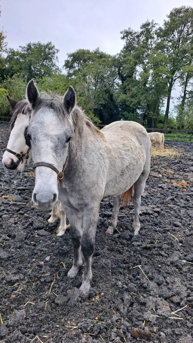 2 Yearling filly  Connemara and coloured - Image 1