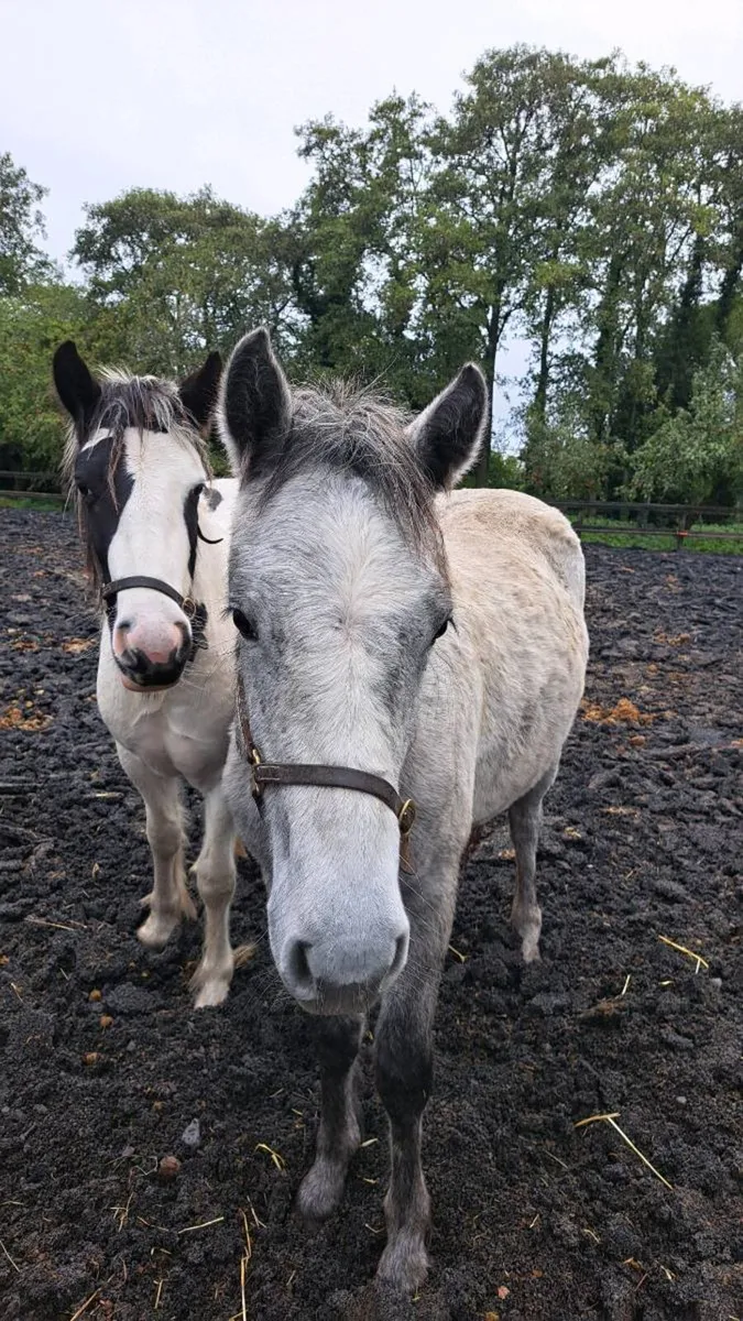 2 Yearling filly  Connemara and coloured - Image 3