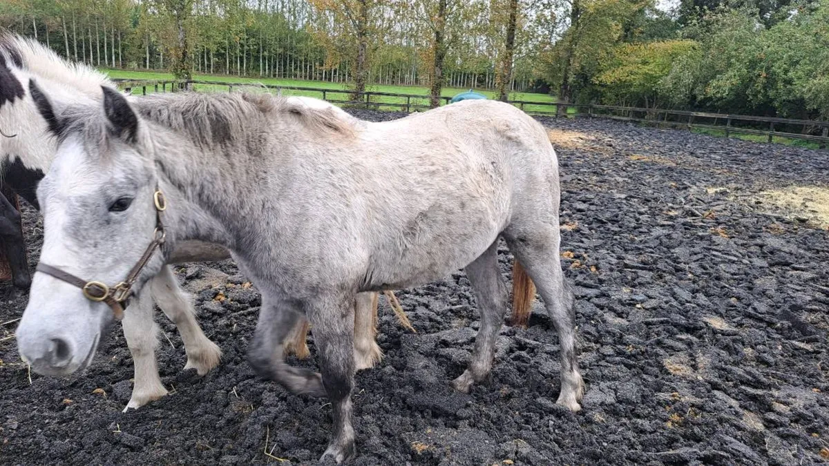 2 Yearling filly  Connemara and coloured - Image 4