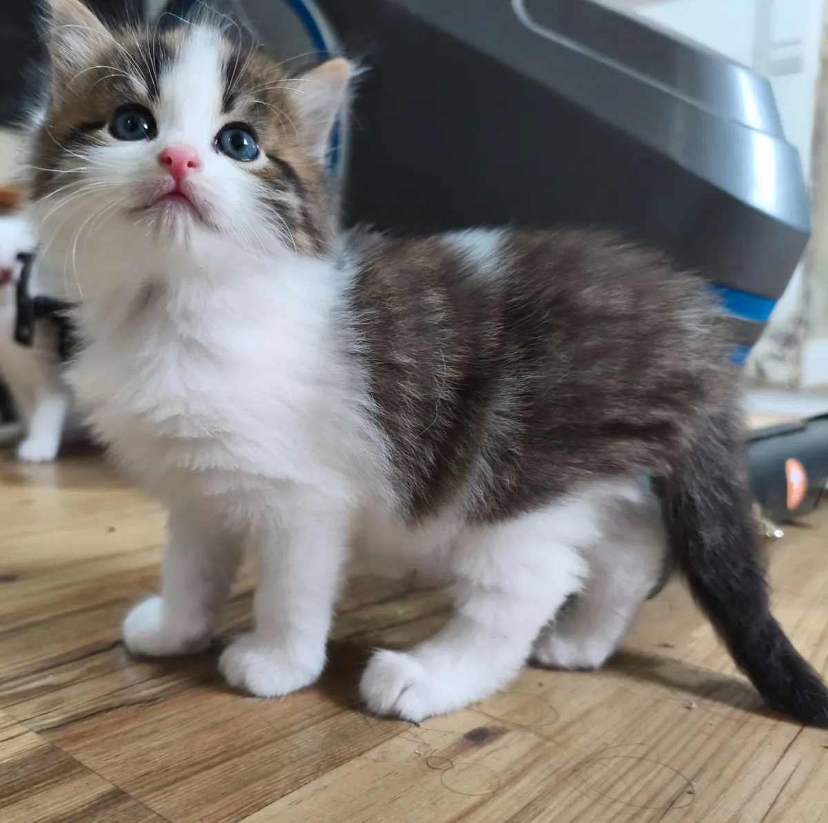 Adorable kittens, playful, fluffy and very cute - Image 3