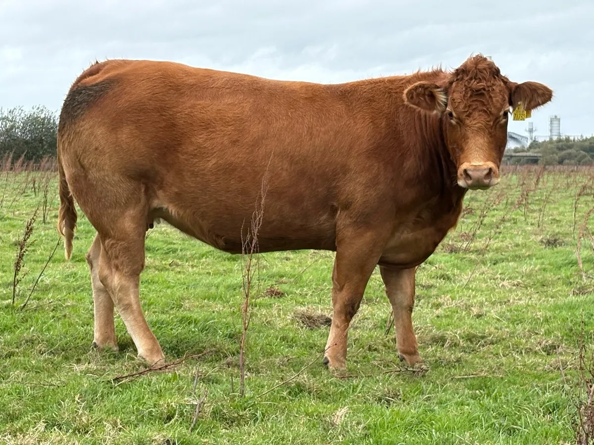 5 smashing incalf heifers - Image 2