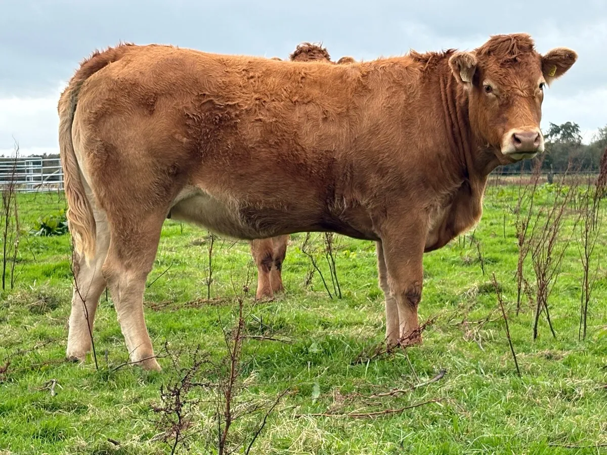 5 smashing incalf heifers - Image 3