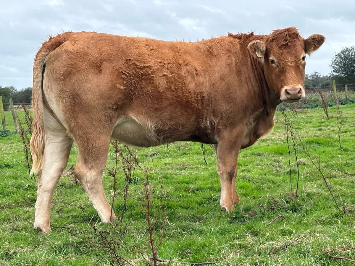5 smashing incalf heifers - Image 1