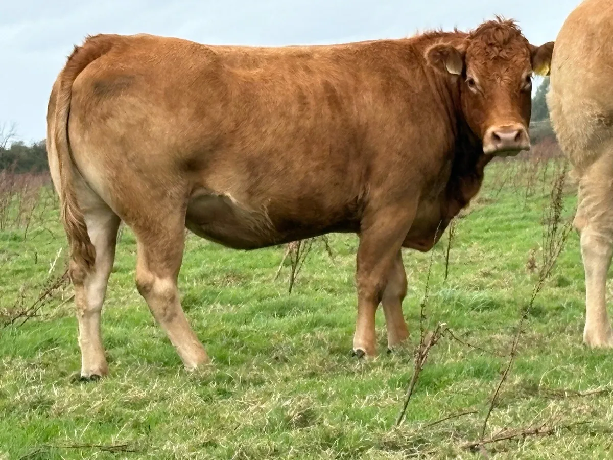 5 smashing incalf heifers - Image 4