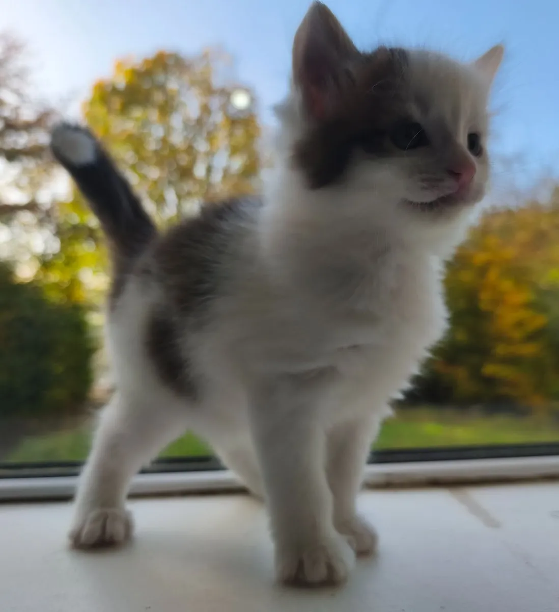Adorable kittens, playful, fluffy and very cute - Image 4