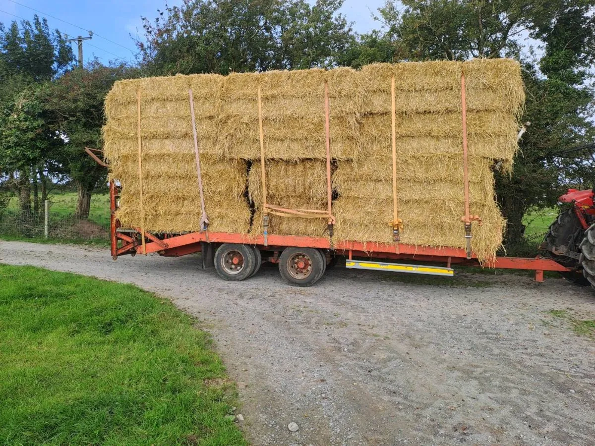 STRAW - Image 3