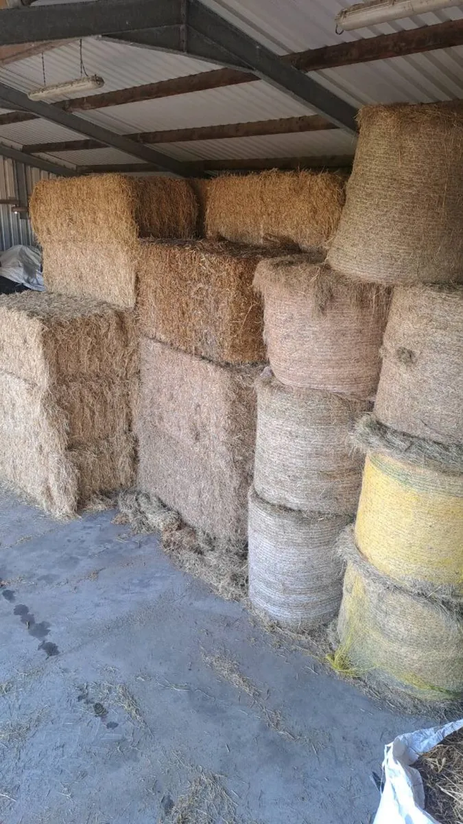STRAW - Image 4