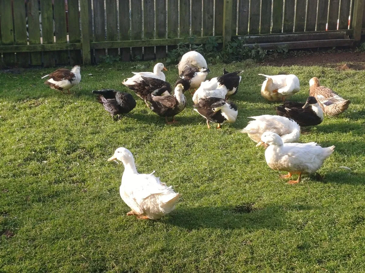 Farmyard ducks and drakes forsale - Image 2