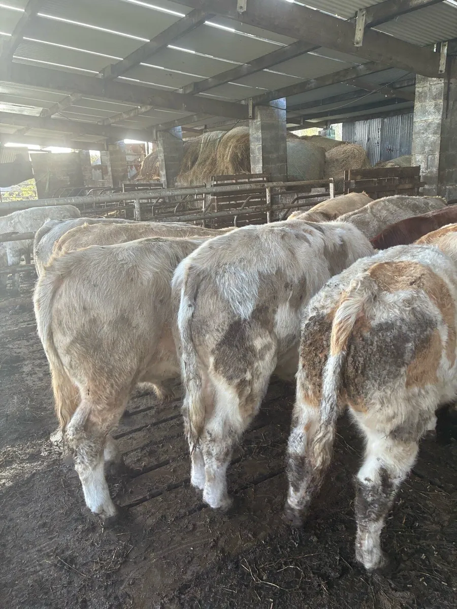 Bull weanlings - Image 3