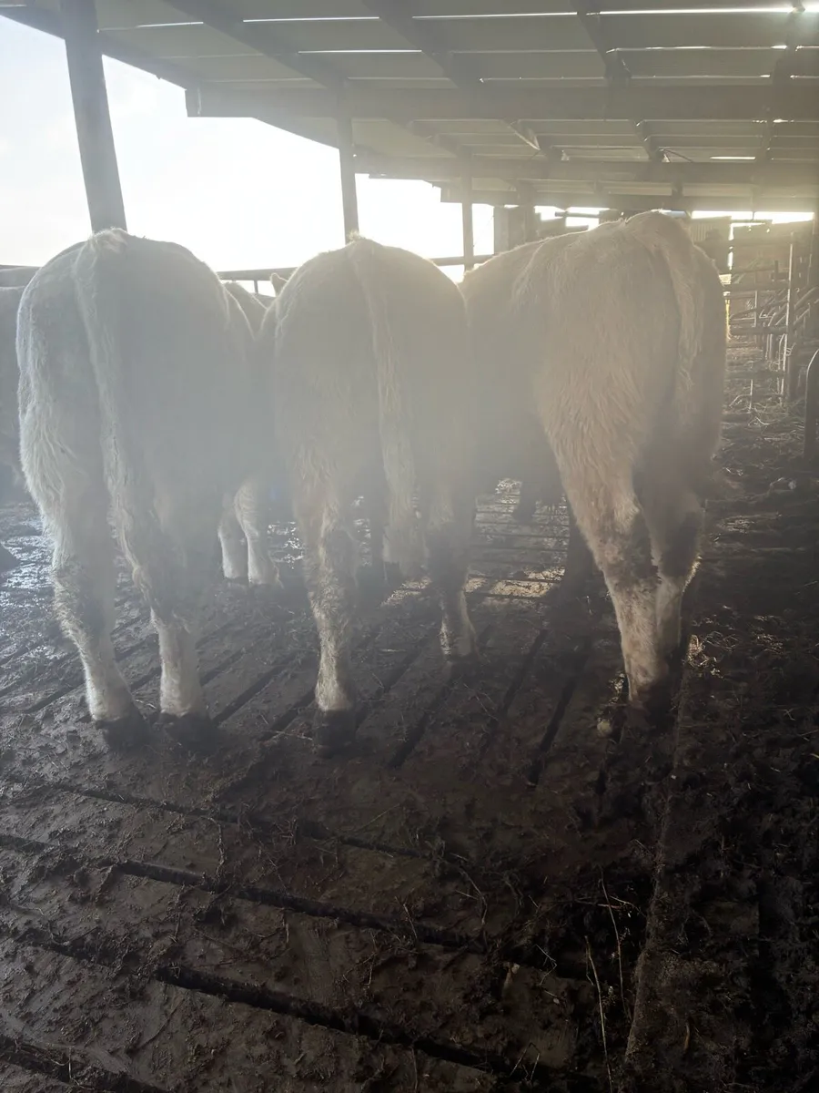 Bull weanlings - Image 4