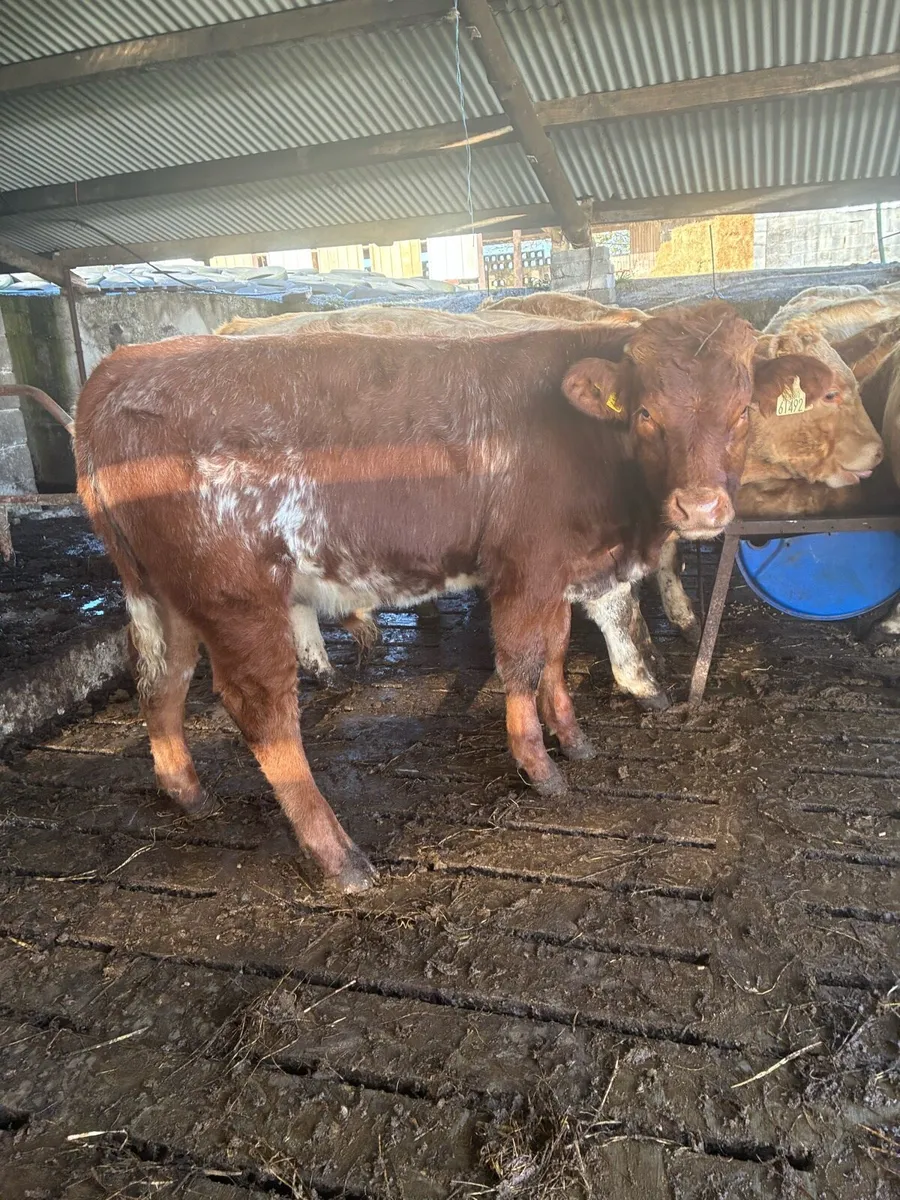 Bull weanlings - Image 1