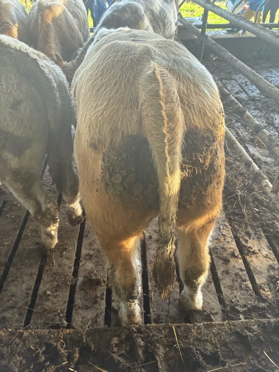 Bull weanlings - Image 2