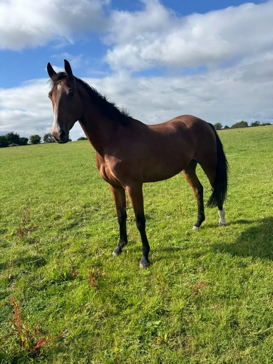3 yr old Sligo candy boy gelding - Image 1