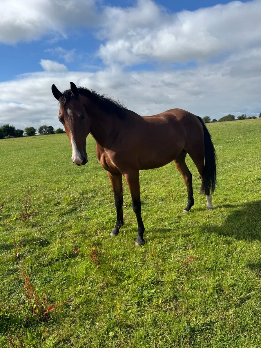3 yr old Sligo candy boy gelding - Image 2