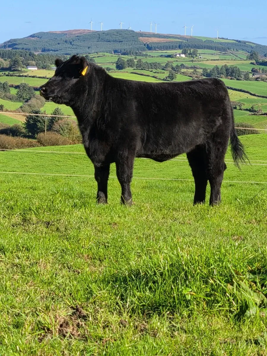 🔥 Angus Females🔥 - Image 1