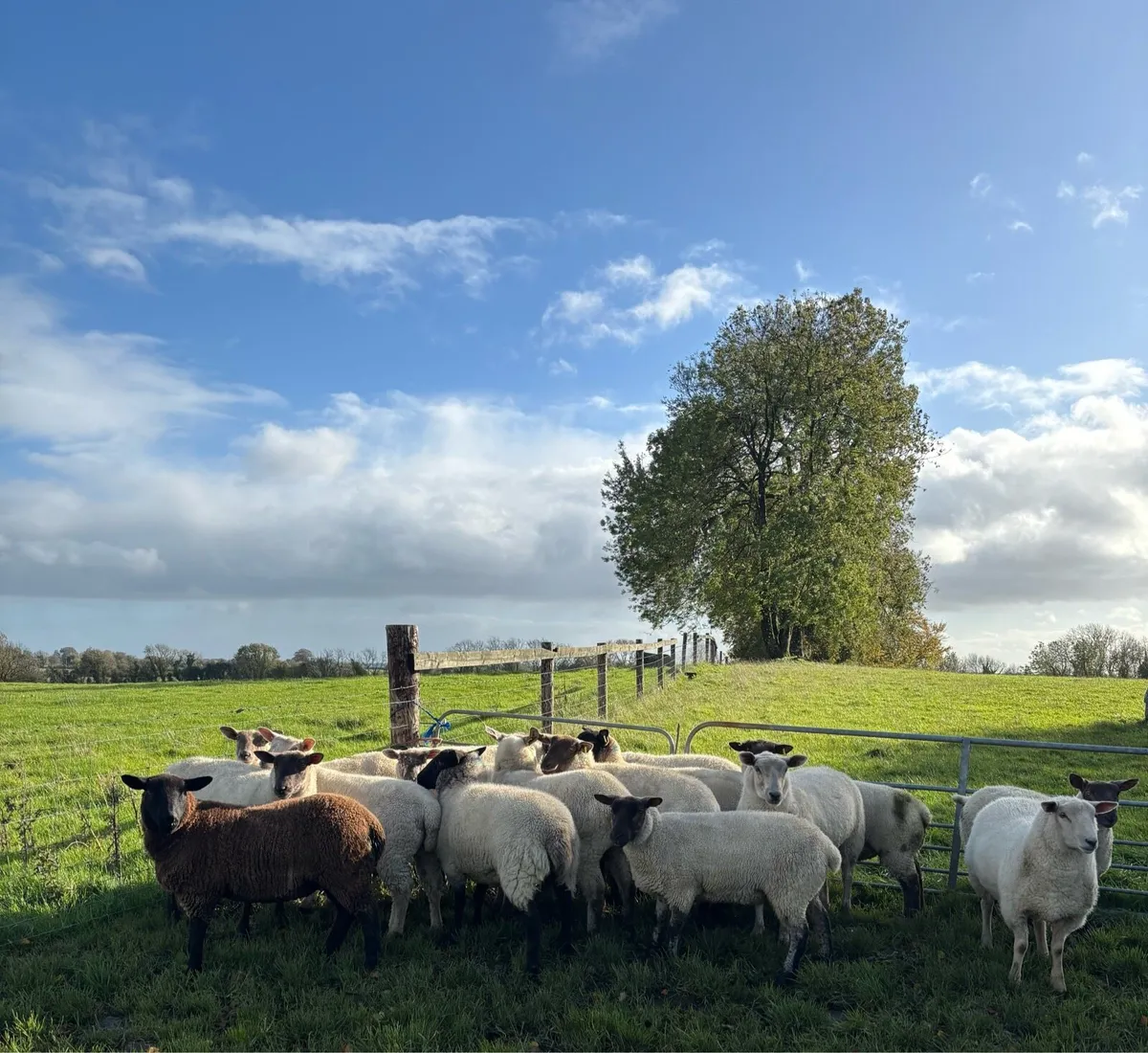 Hogget Ewes - Image 2