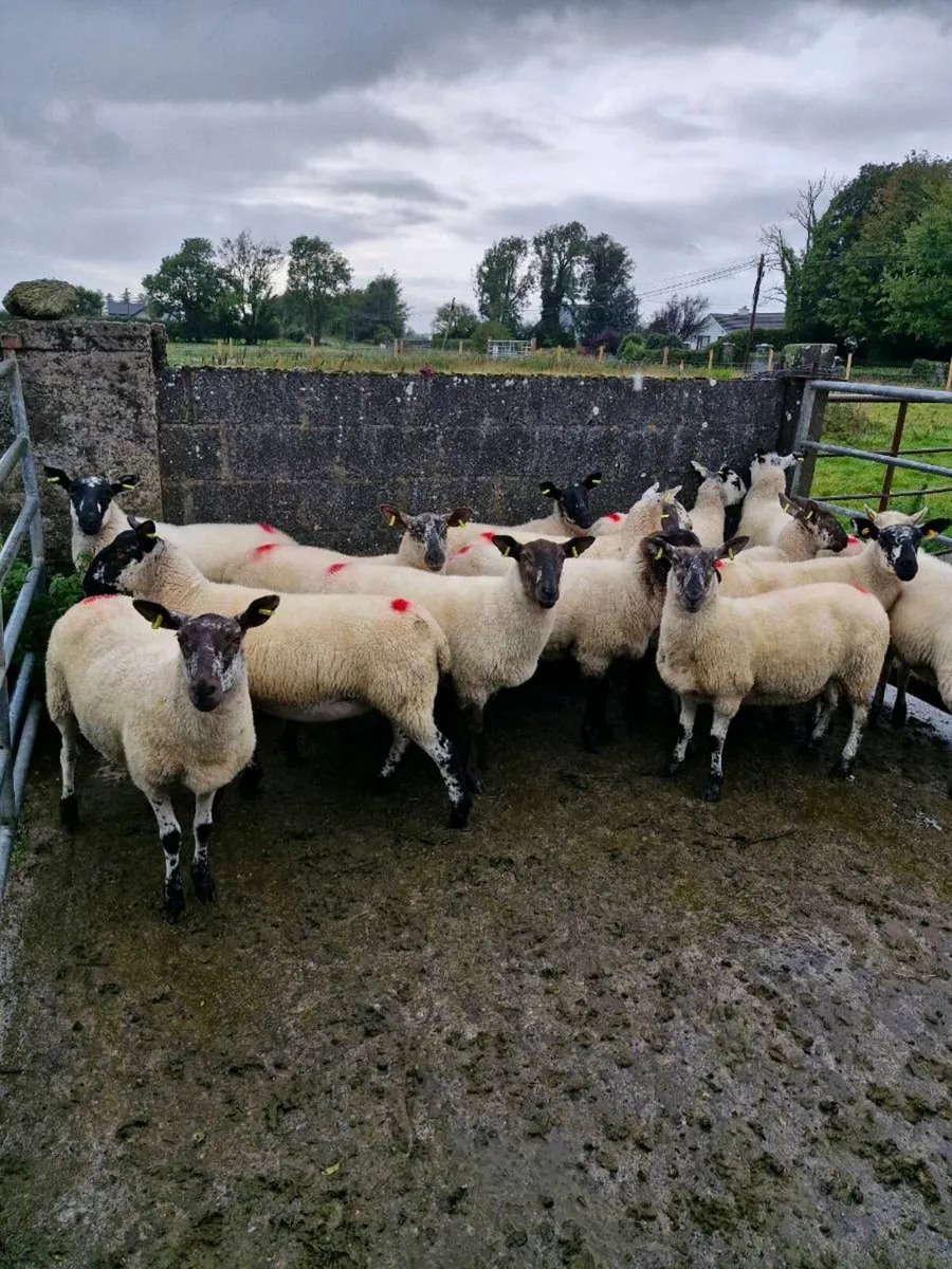 Hoggets - Image 1