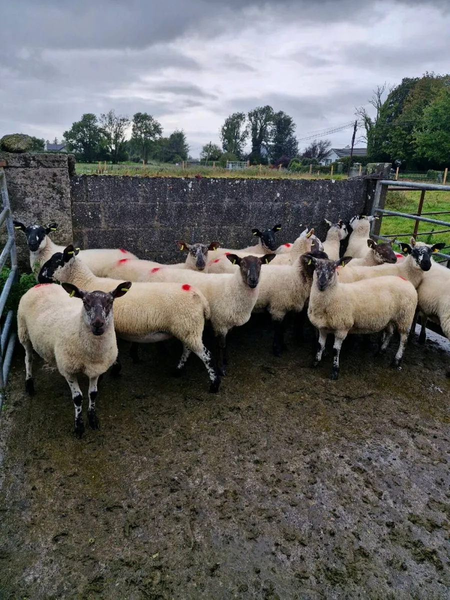 Hoggets - Image 2