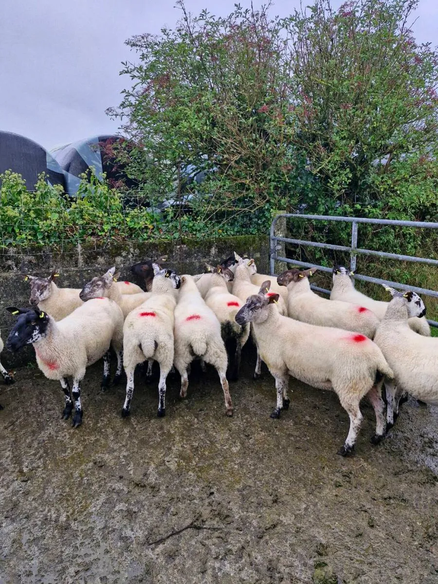 Hoggets - Image 3
