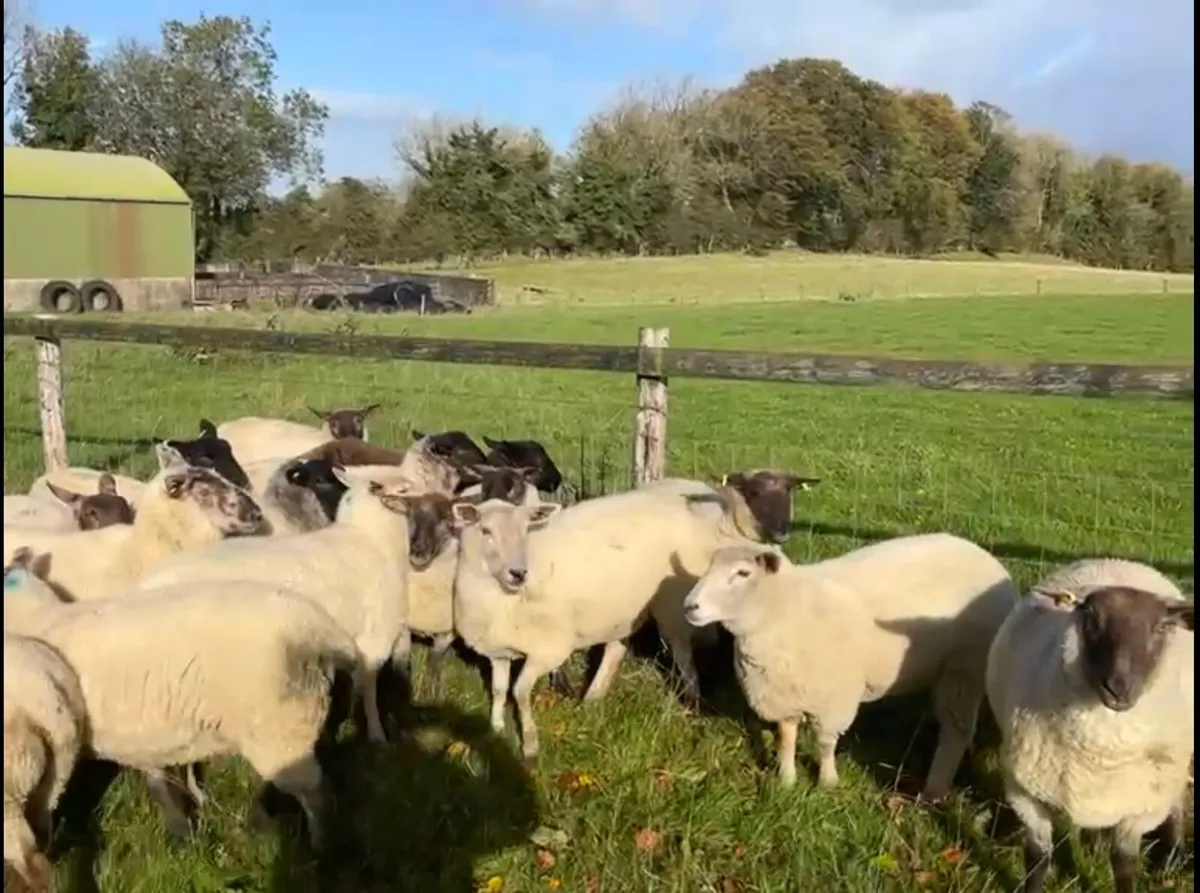 Hogget Ewes - Image 3