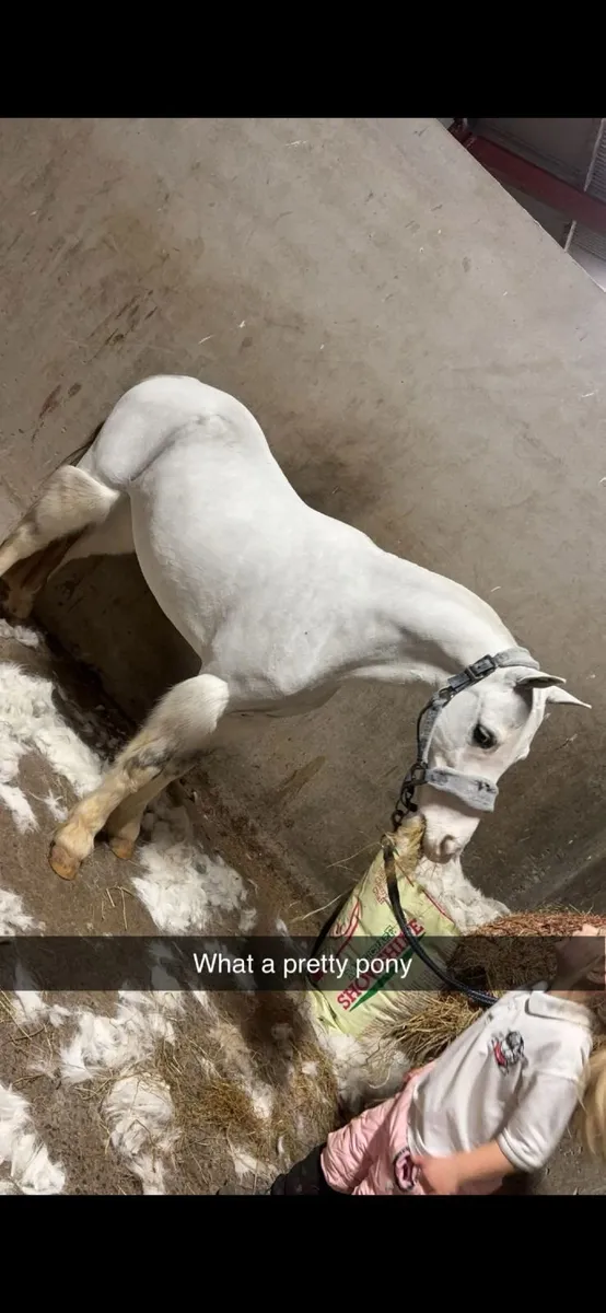 Pony - Image 1