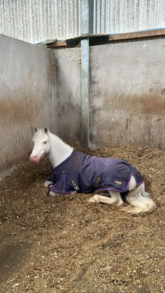 Pony - Image 4