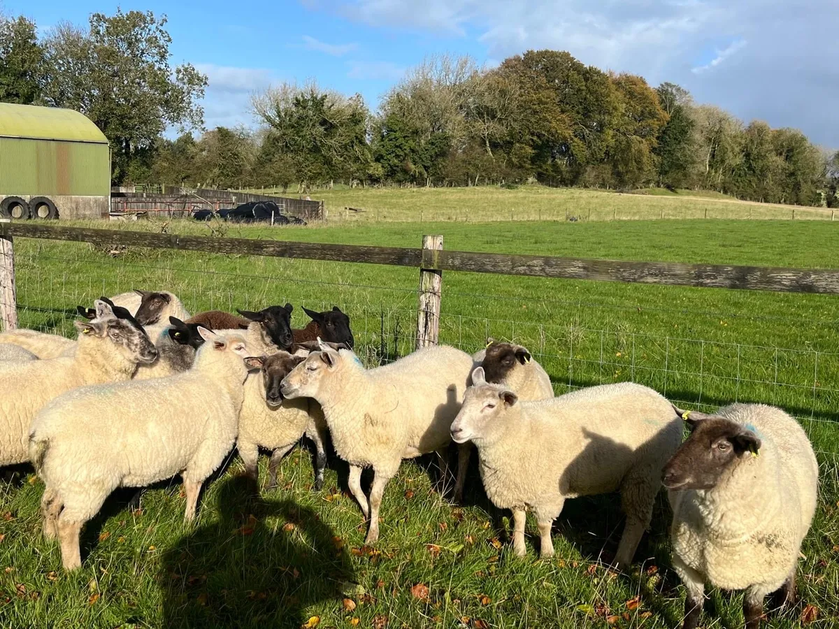 Hogget Ewes - Image 1