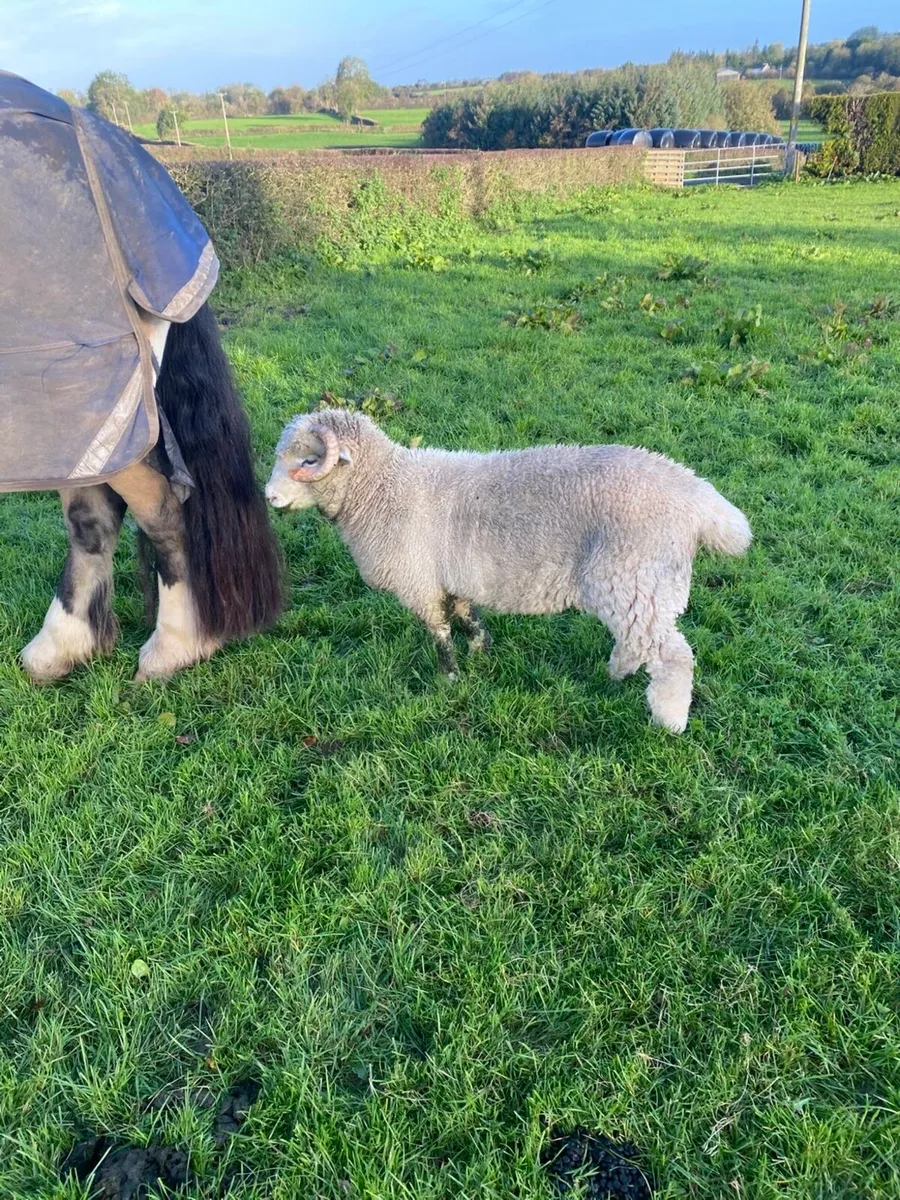 Pedigree non registered horned Dorset Ram lamb - Image 2