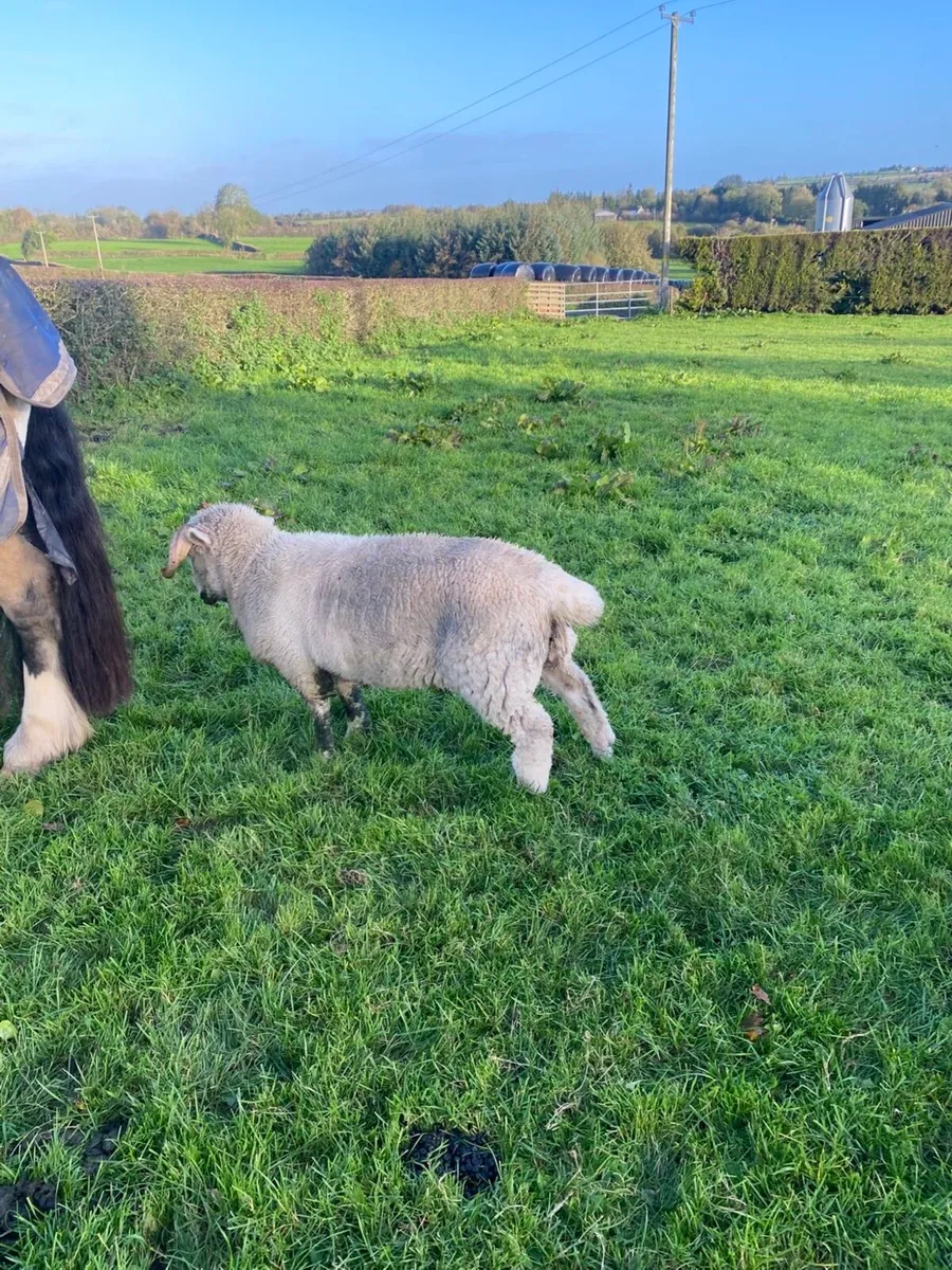 Pedigree non registered horned Dorset Ram lamb - Image 3