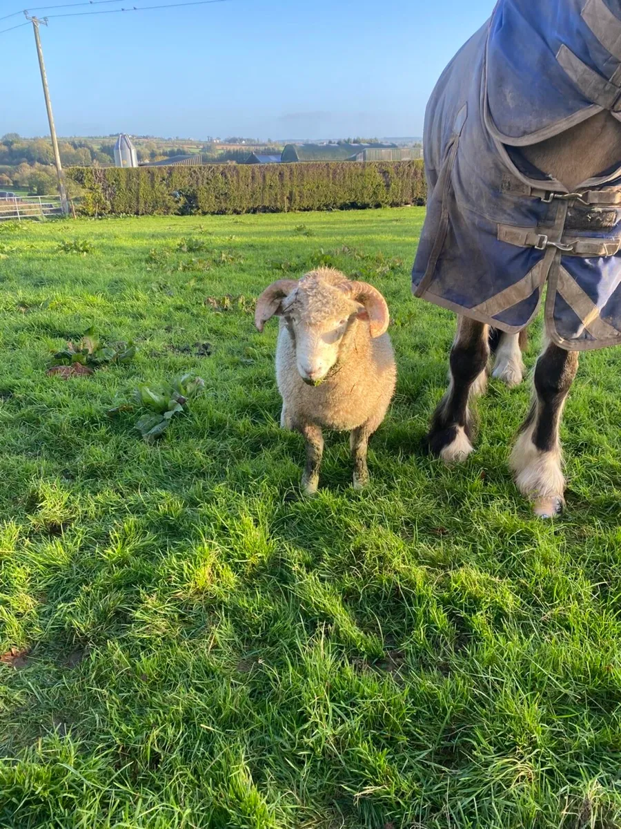 Pedigree non registered horned Dorset Ram lamb - Image 1