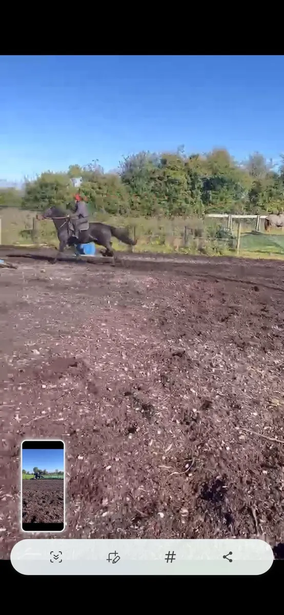 Horse - Image 1