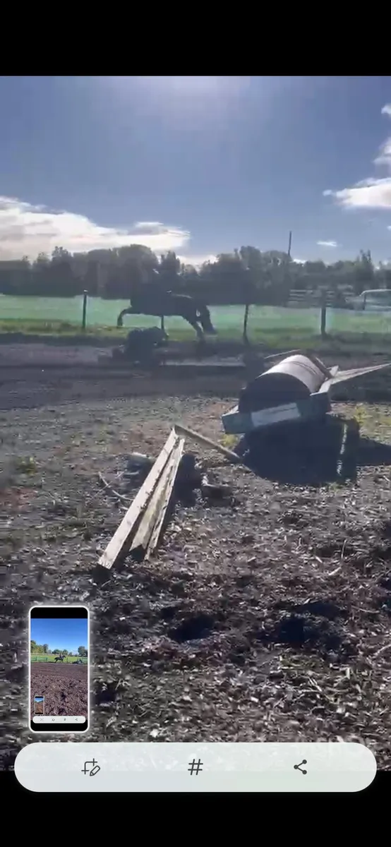 Horse - Image 3