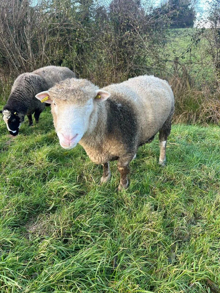 Rams - Image 1