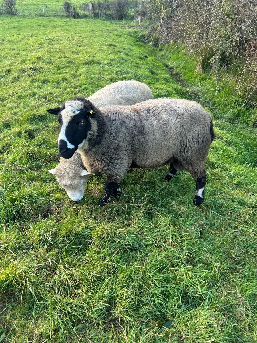 Rams - Image 2