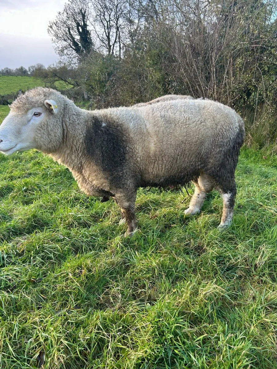 Rams - Image 3