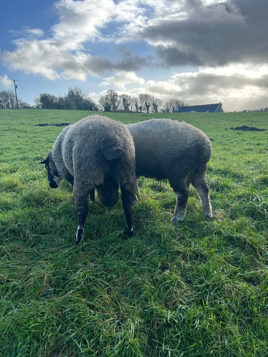 Rams - Image 4
