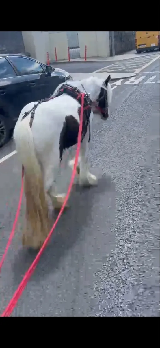 Mare pony for sale - Image 2