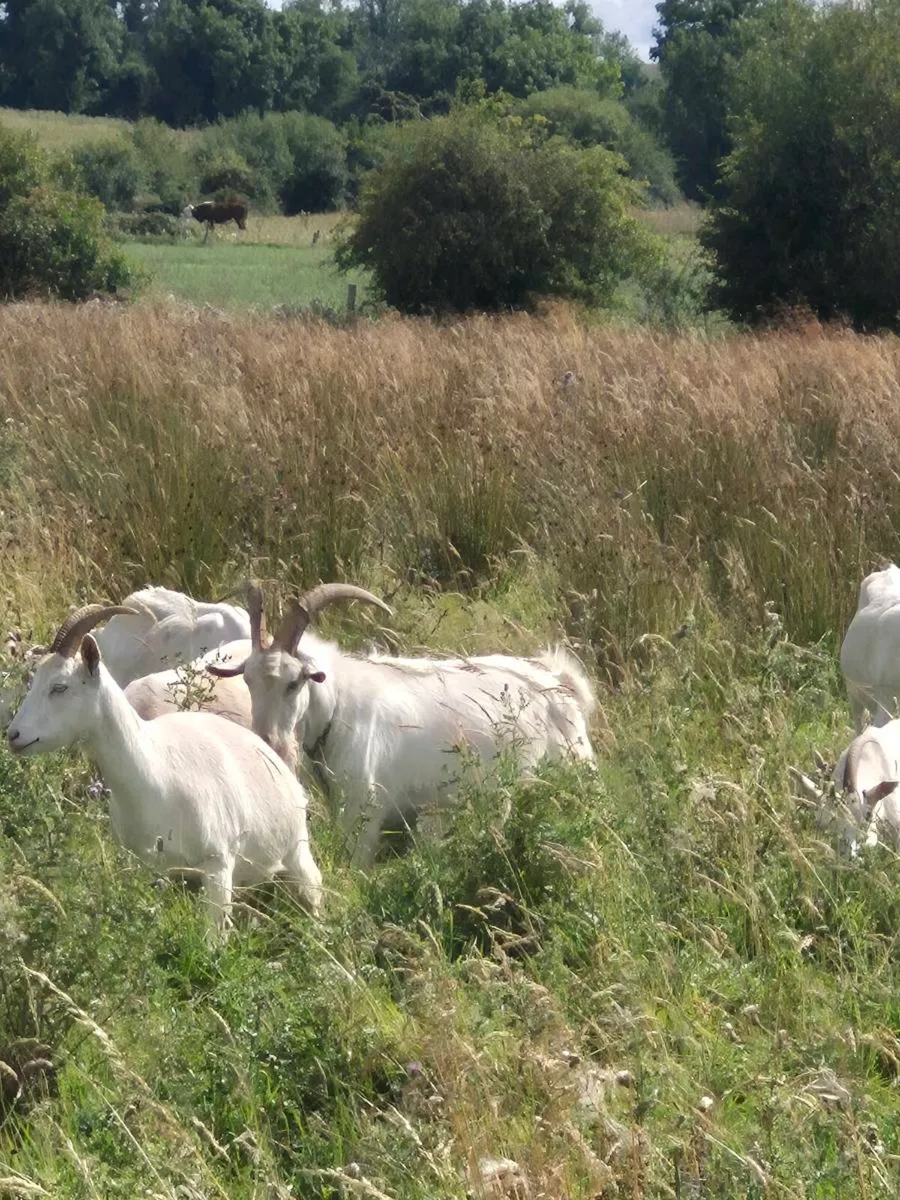 Herd of dairy goats - Image 1
