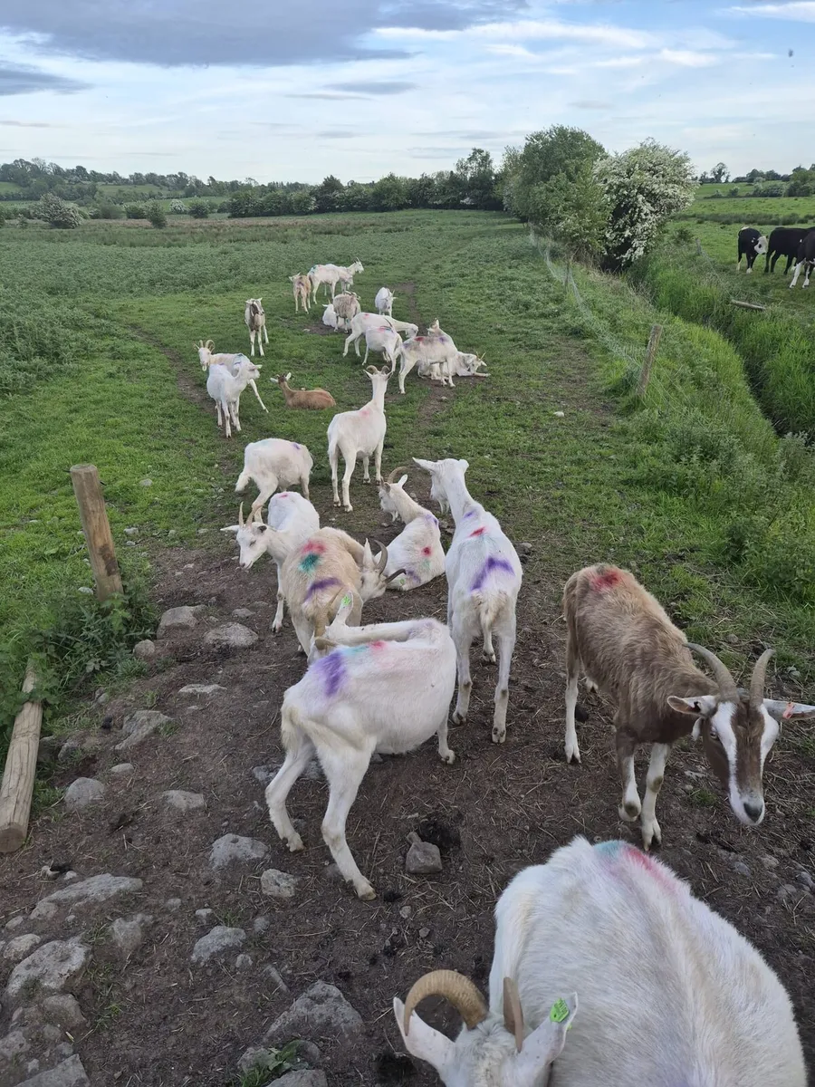 Herd of dairy goats - Image 2