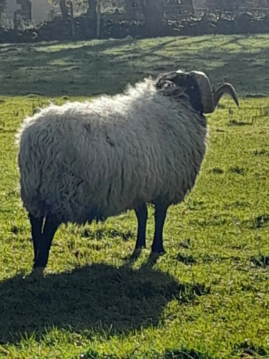 Mountain hogget ram - Image 2