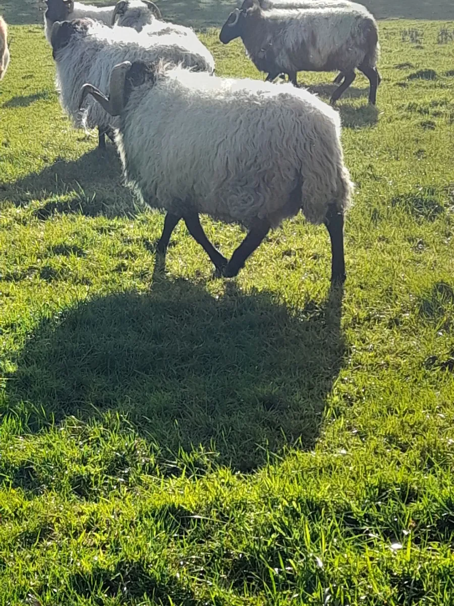 Mountain hogget ram - Image 3