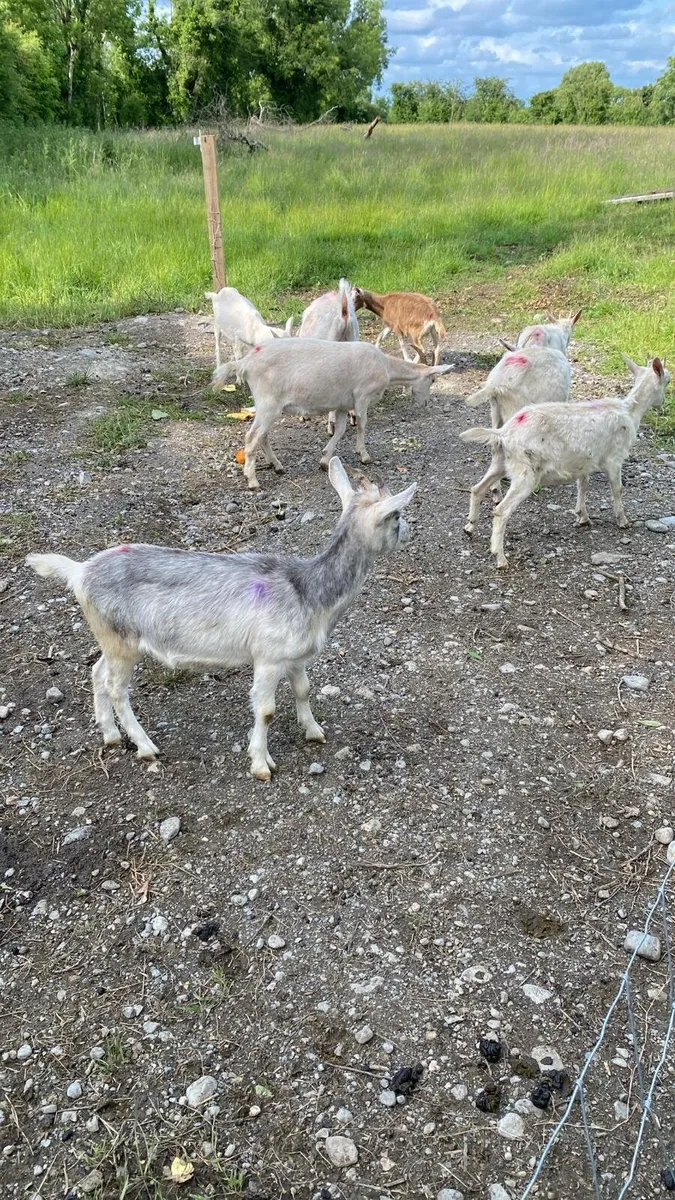 Herd of dairy goats - Image 3