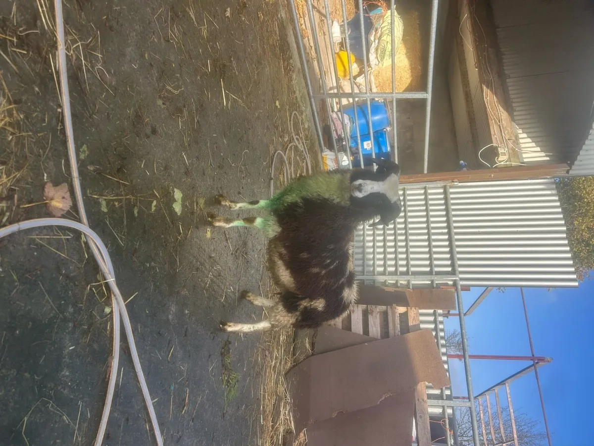 Pbnr Jacob ram lamb - Image 3