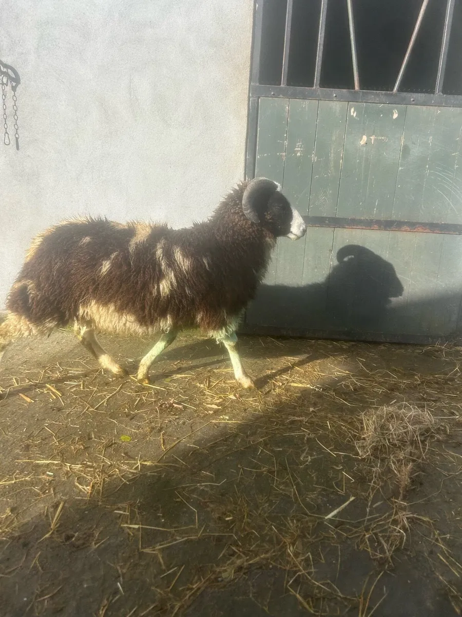 Pbnr Jacob ram lamb - Image 2