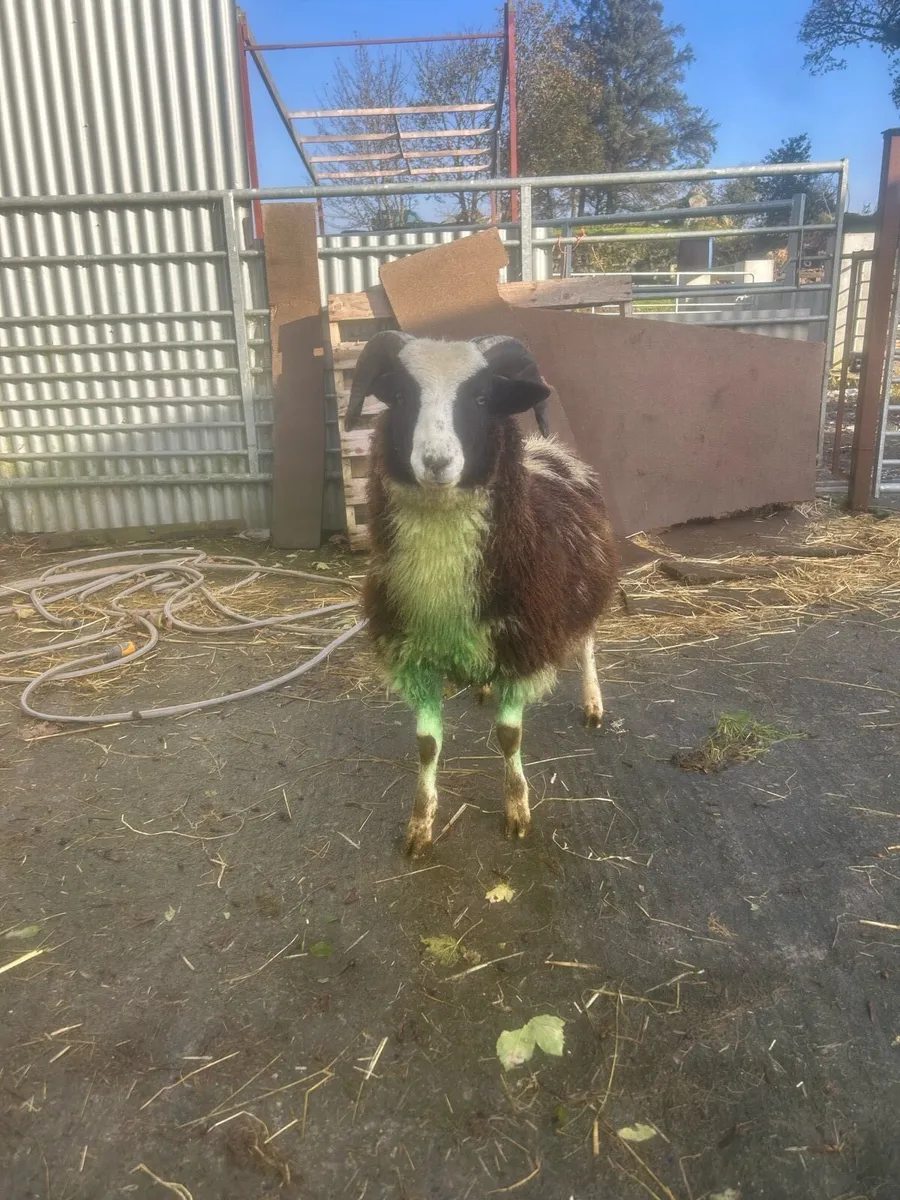 Pbnr Jacob ram lamb - Image 1