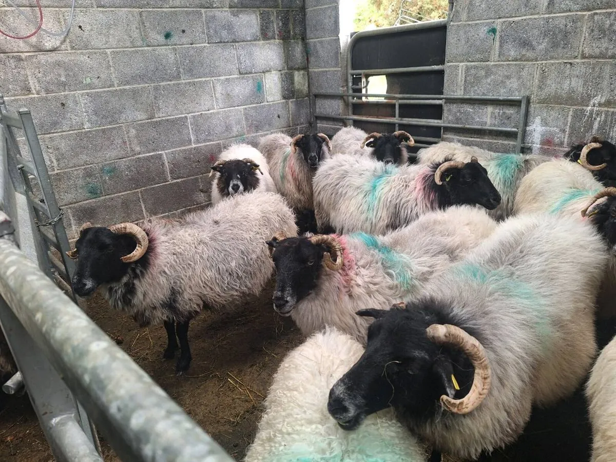 Sheep - Image 1