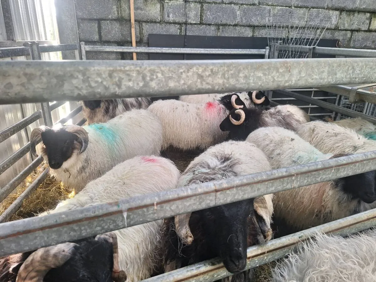 Sheep - Image 2