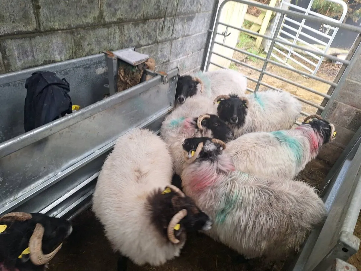 Sheep - Image 3