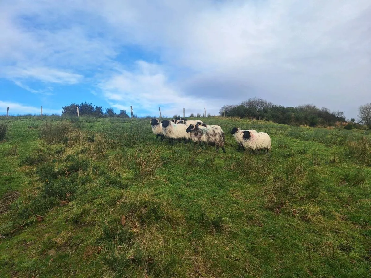 Sheep - Image 4