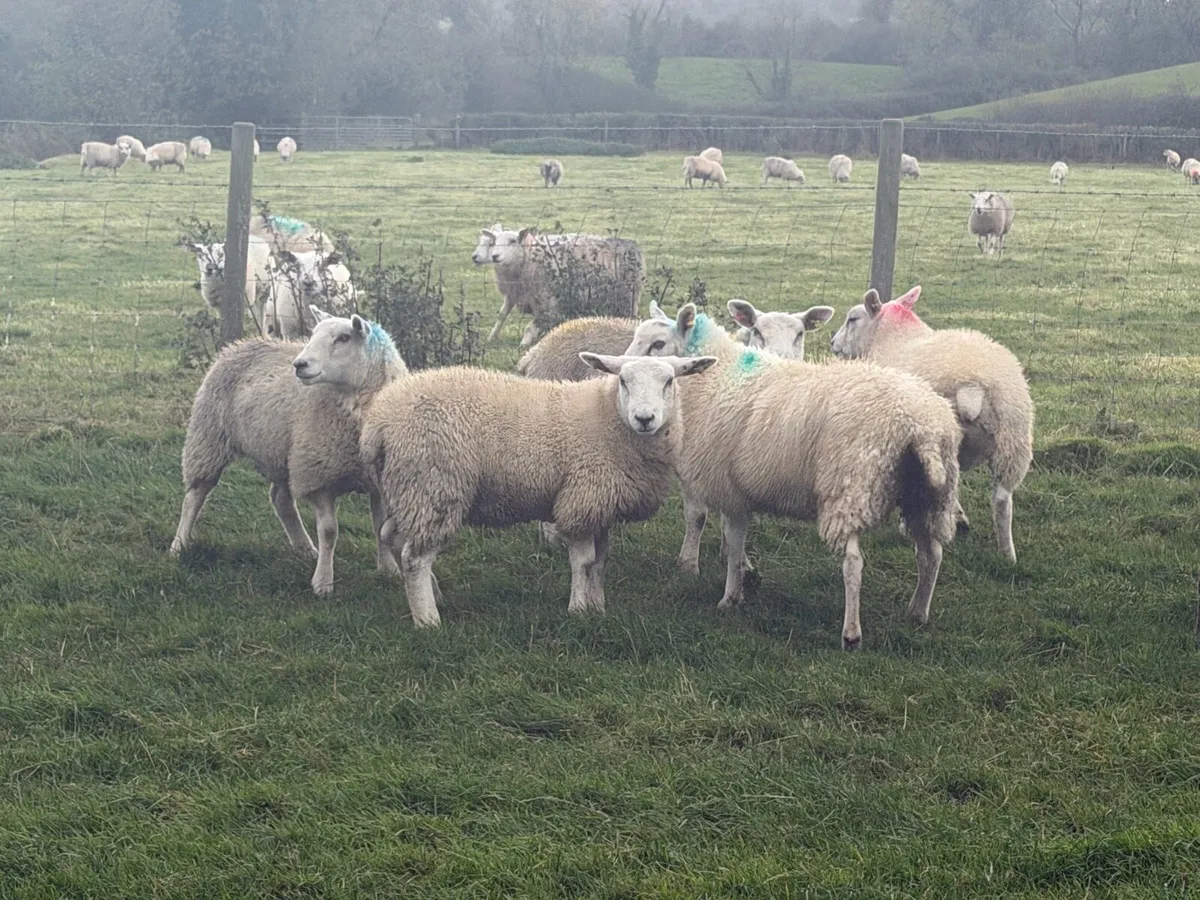 Ewe Lambs - Image 2